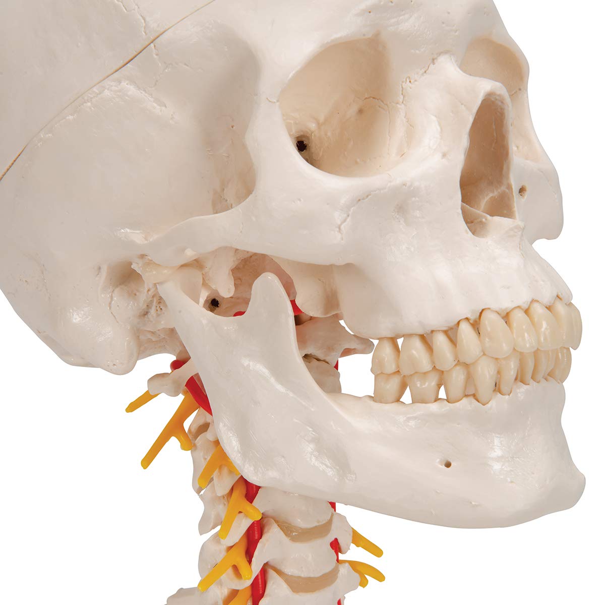 Cráneo con columna cervical