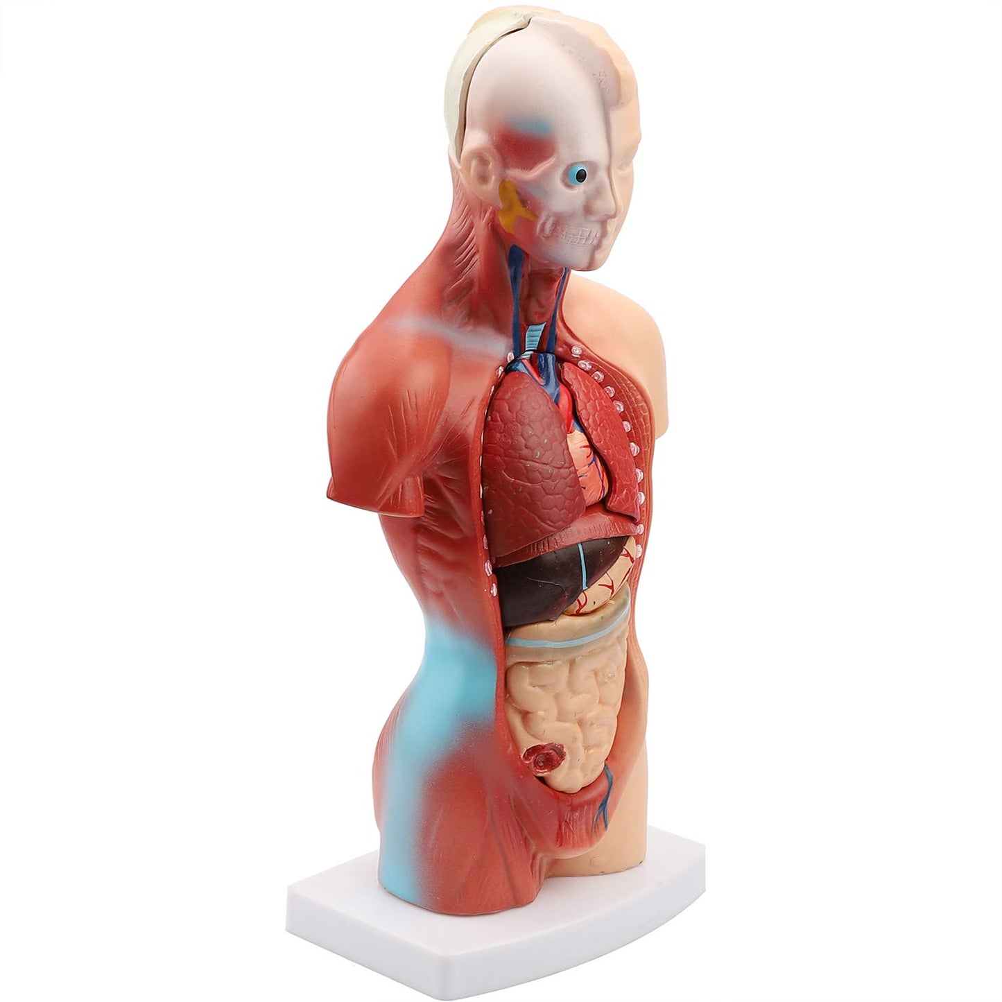 Torso desarmable 28 cm