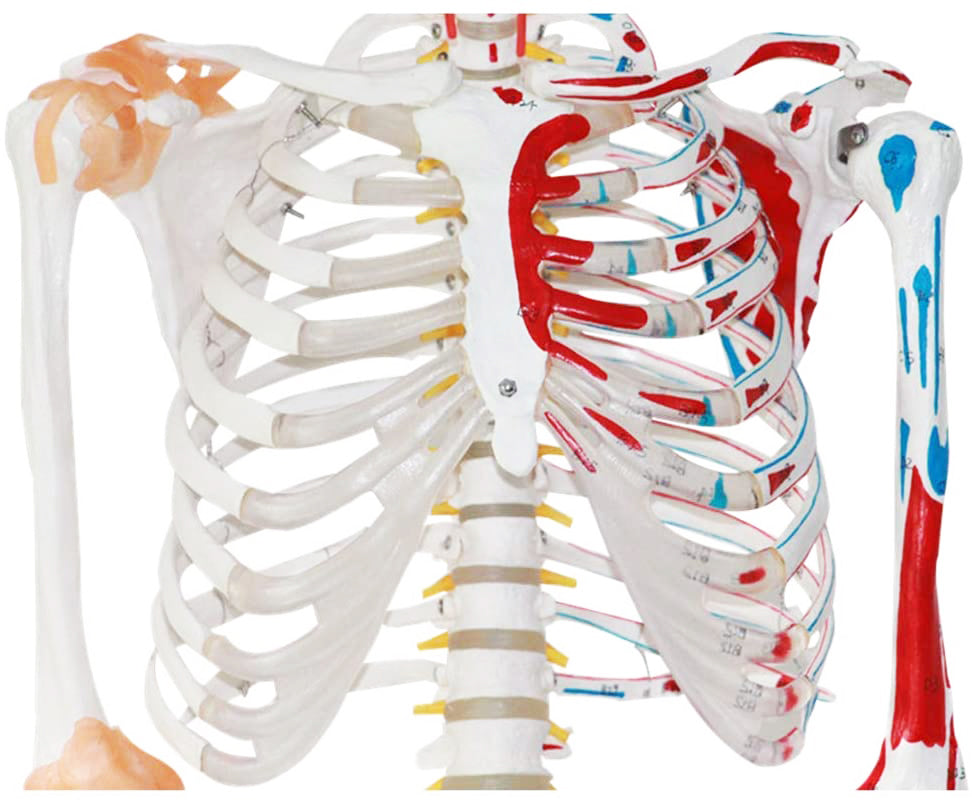 Esqueleto Escala Humana 170 cm Inserciones Musculares y Ligamentos