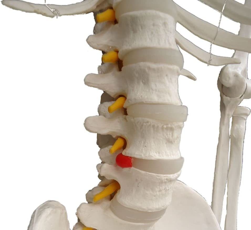 Esqueleto Escala Humana 170 cm con Nervios Espinales