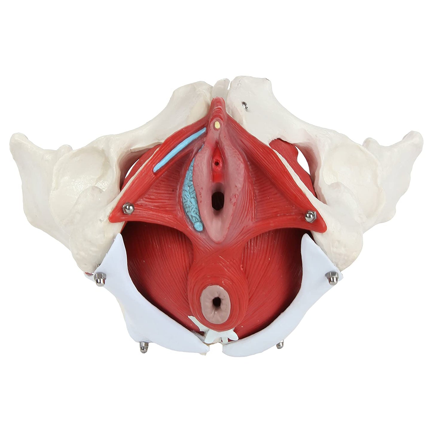 Pelvis con Músculos Suelo Pélvico y Perineo