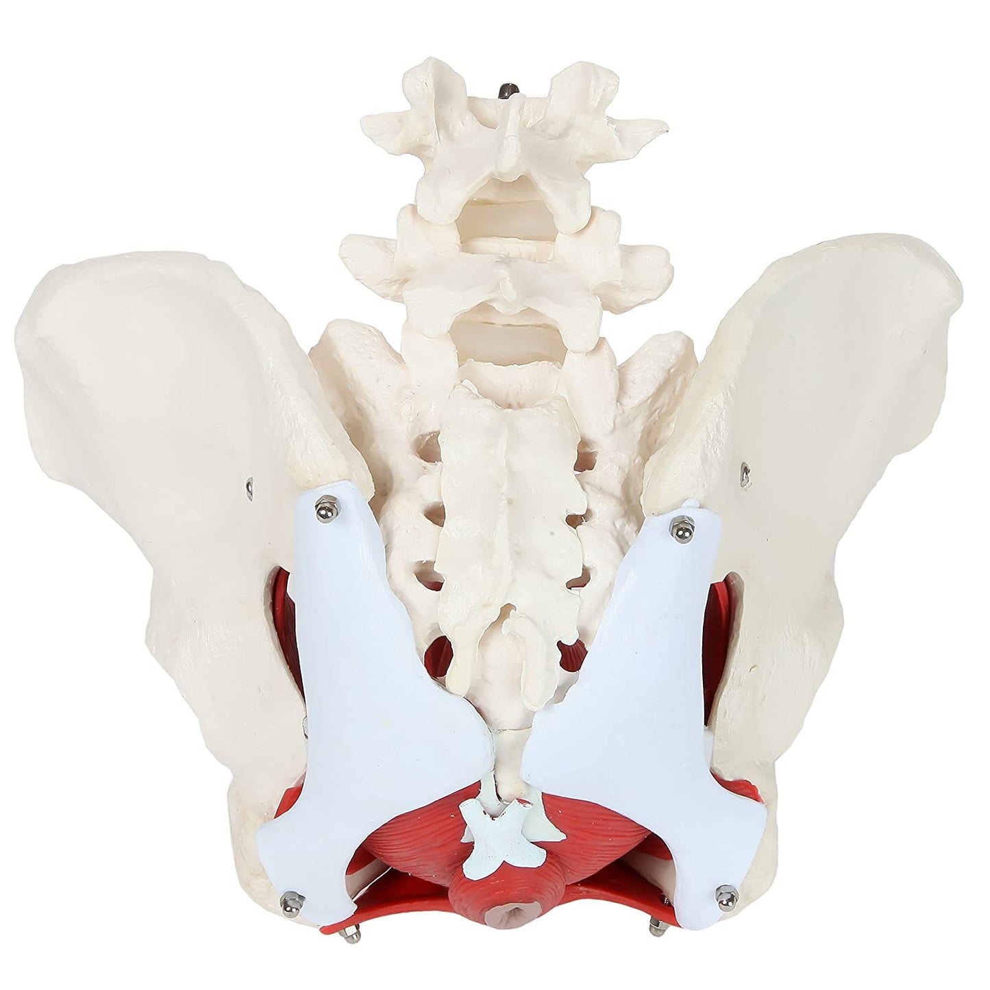 Pelvis con Músculos Suelo Pélvico y Perineo