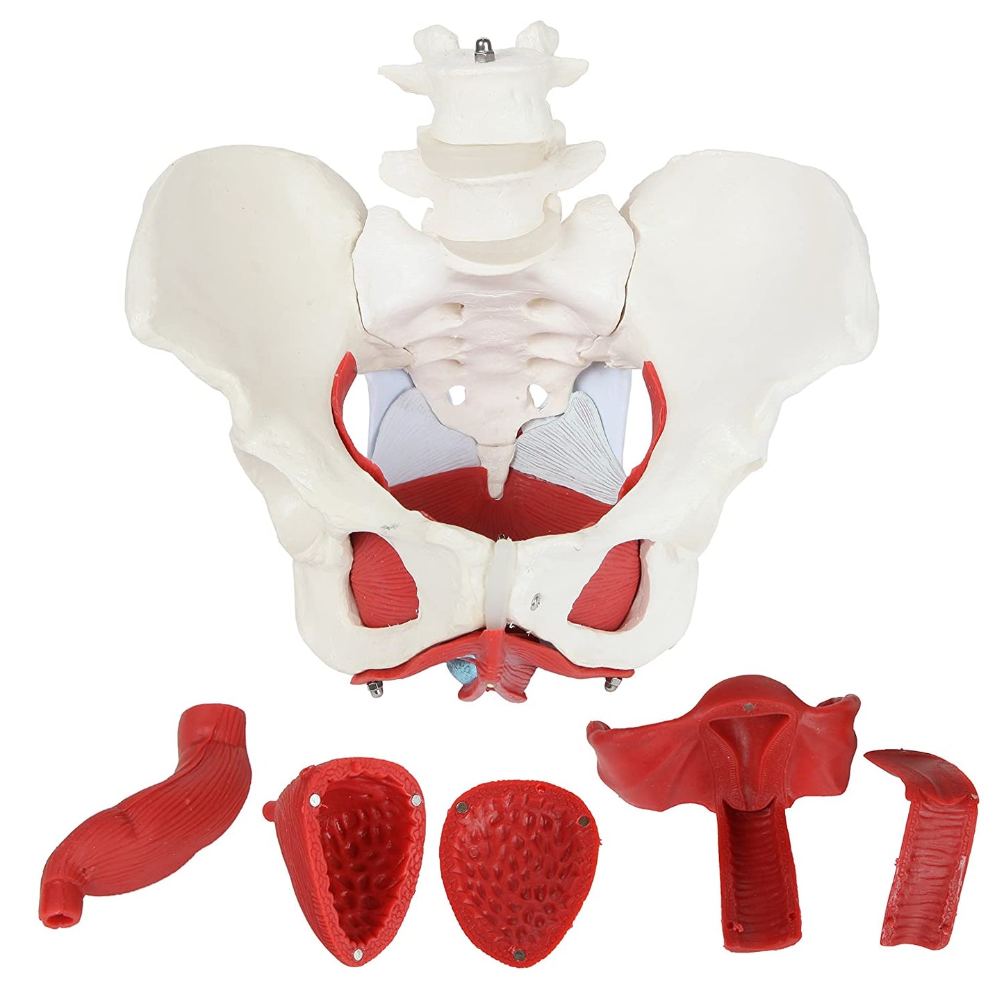 Pelvis con Músculos Suelo Pélvico y Perineo