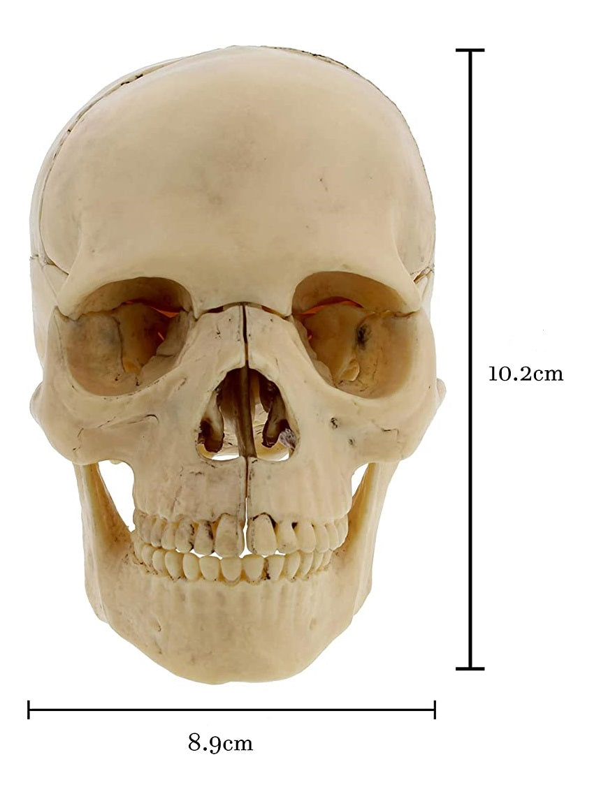 Cráneo desarmable Color Natural 1/2 escala humana