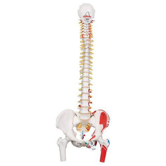 Columna Vertebral a Escala Humana con Fémur e Inserciones Musculares