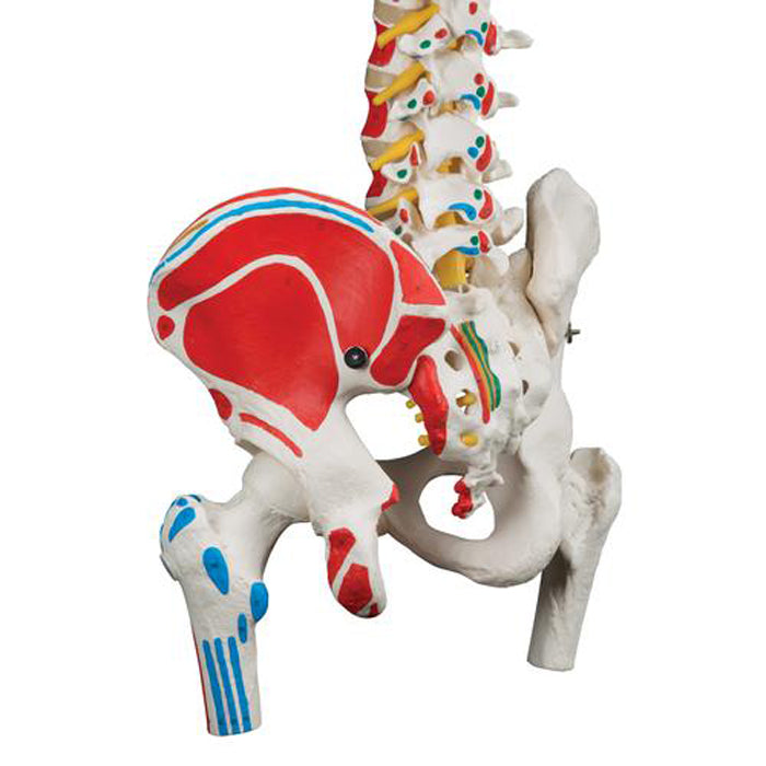 Columna Vertebral a Escala Humana con Fémur e Inserciones Musculares