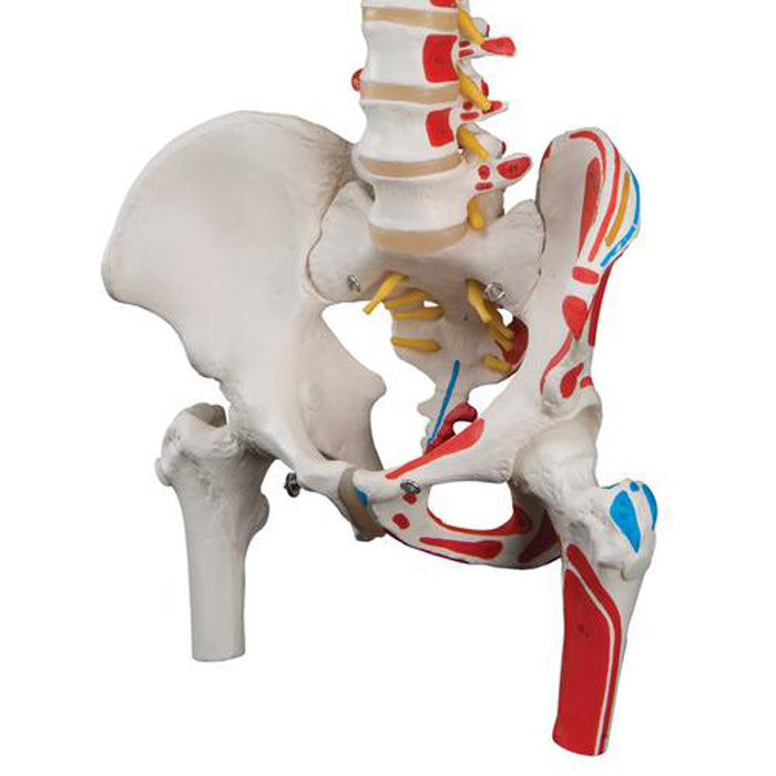 Columna Vertebral a Escala Humana con Fémur e Inserciones Musculares