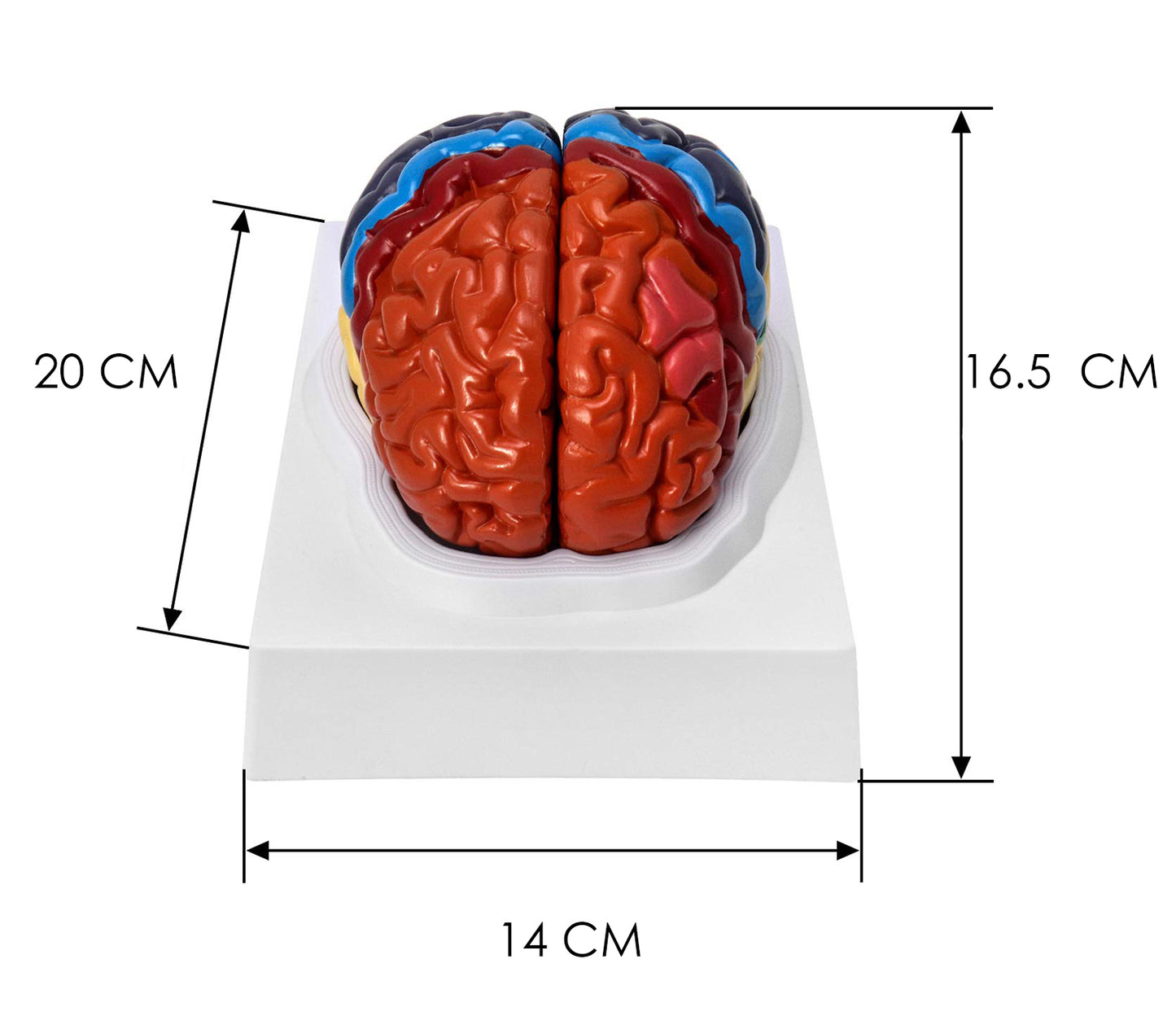 Cerebro desarmable color 2 partes