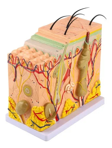 Estructura De La Piel Aumentado 35x
