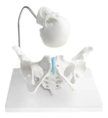 Pelvis Femenina más cráneo pequeño (10cm)