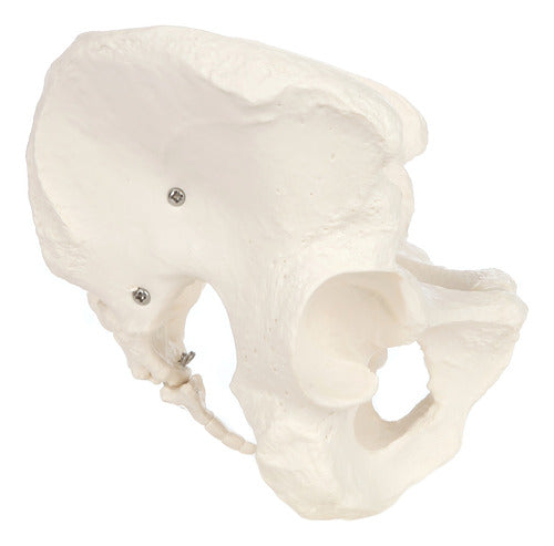 Pelvis Masculina