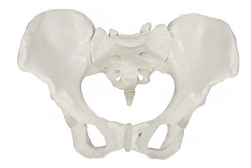 Pelvis Masculina