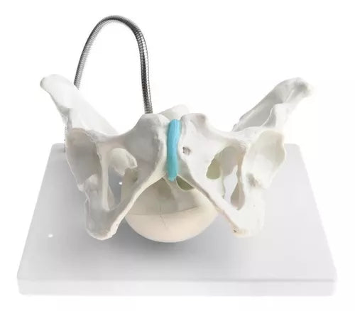 Pelvis Femenina más cráneo pequeño (10cm)