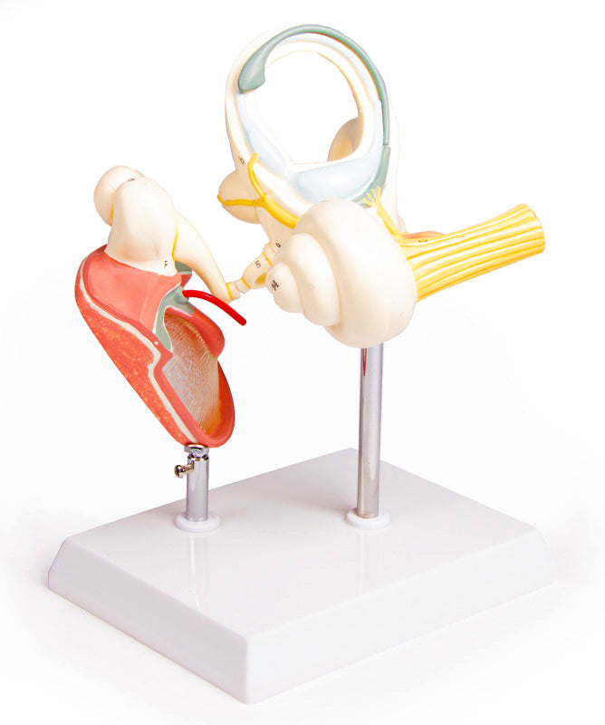 Oído Interno - Modelo Anatómico Aumentado 18x