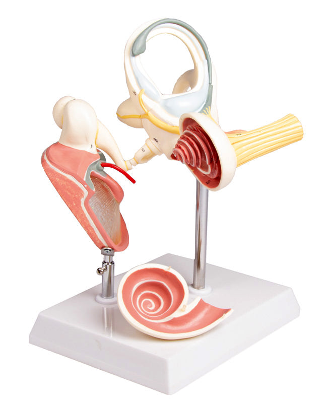 Oído Interno - Modelo Anatómico Aumentado 18x