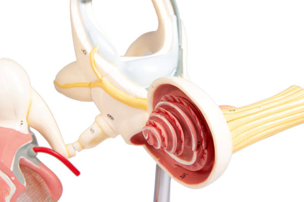 Oído Interno - Modelo Anatómico Aumentado 18x