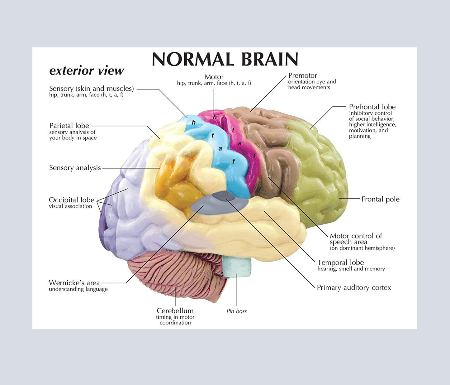 Cerebro Hemisferio Derecho