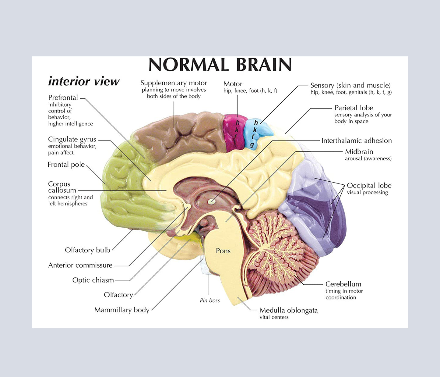 Cerebro Hemisferio Derecho