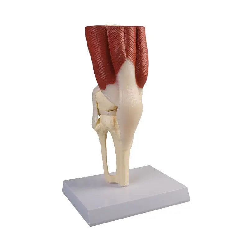 Articulación Rodilla Músculos Ligamentos