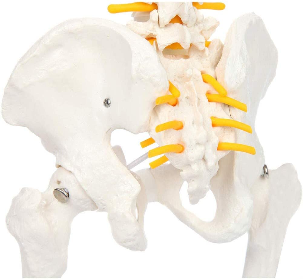 Columna Vertebral 45 Cm Con Cadera