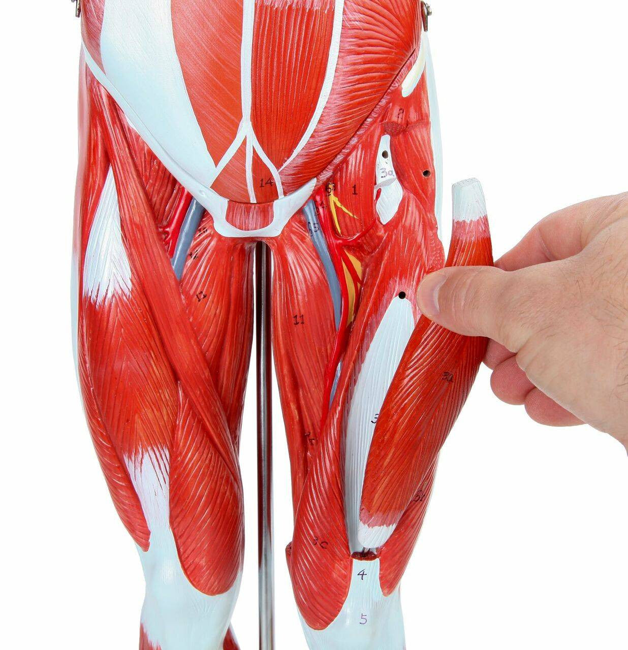 Cuerpo Humano 85 cm Músculos y Órganos