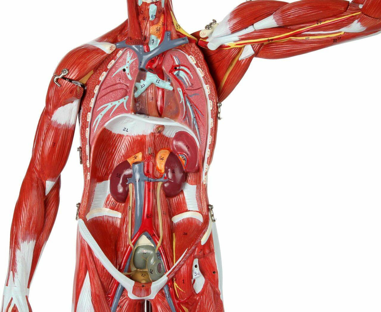 Cuerpo Humano 85 cm Músculos y Órganos