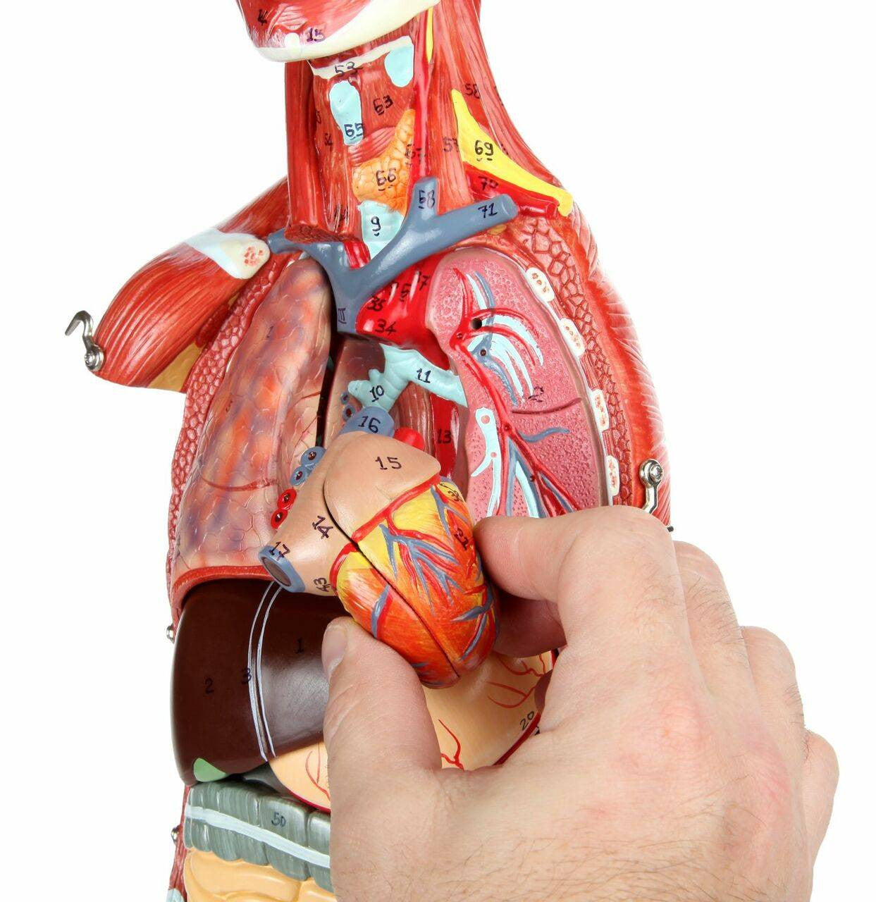 Cuerpo Humano 85 cm Músculos y Órganos