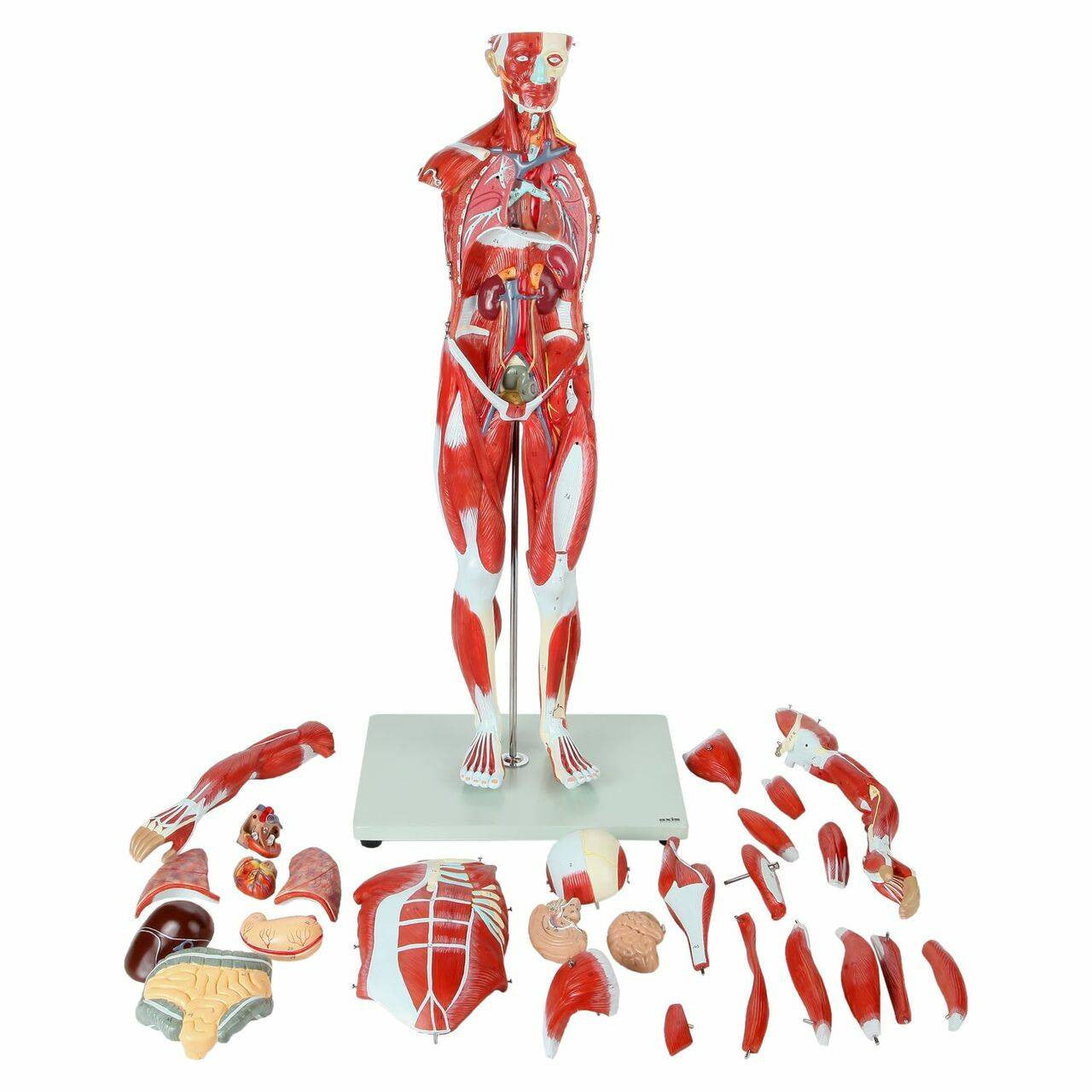 Cuerpo Humano 85 cm Músculos y Órganos