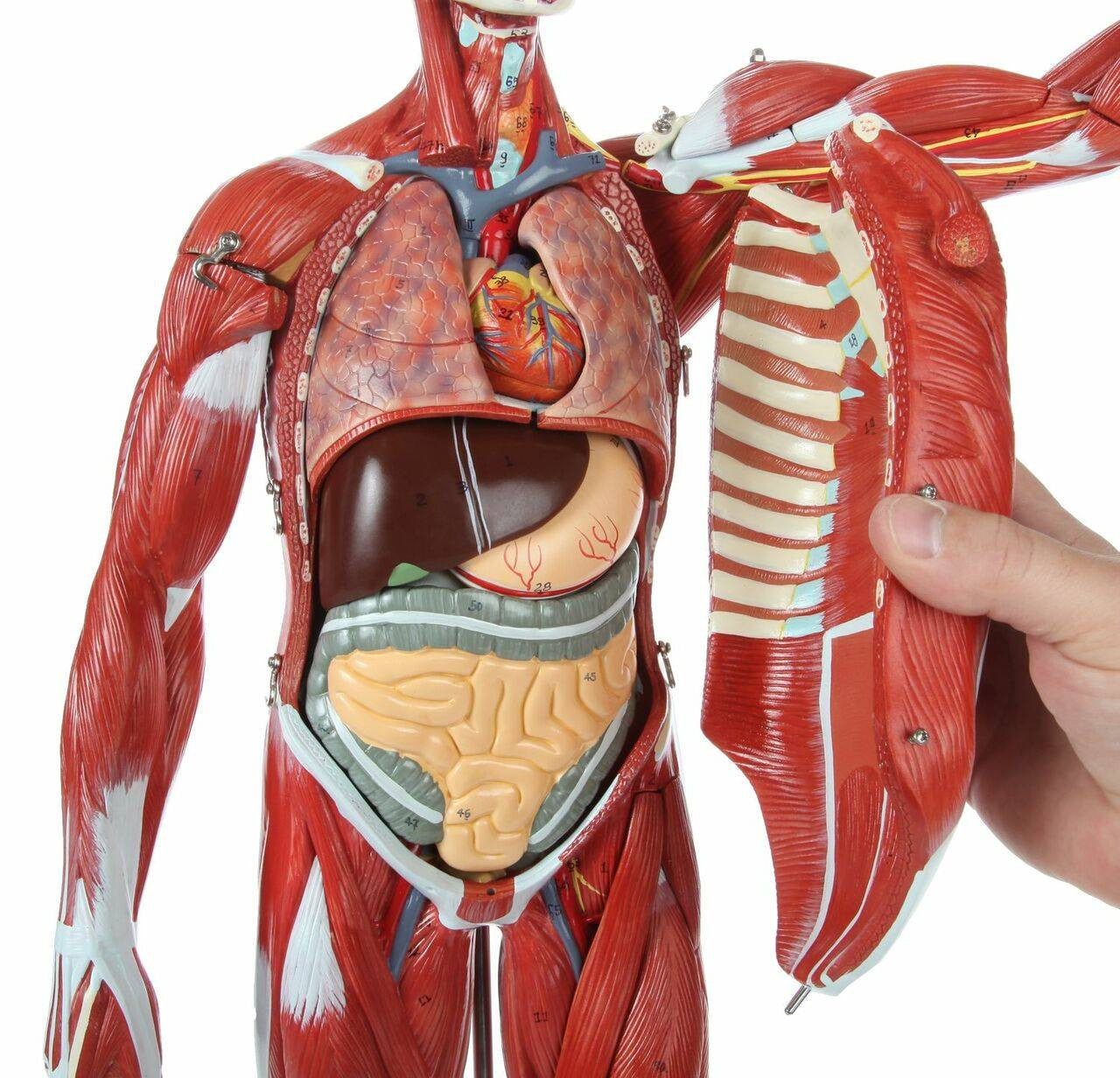 Cuerpo Humano 85 cm Músculos y Órganos