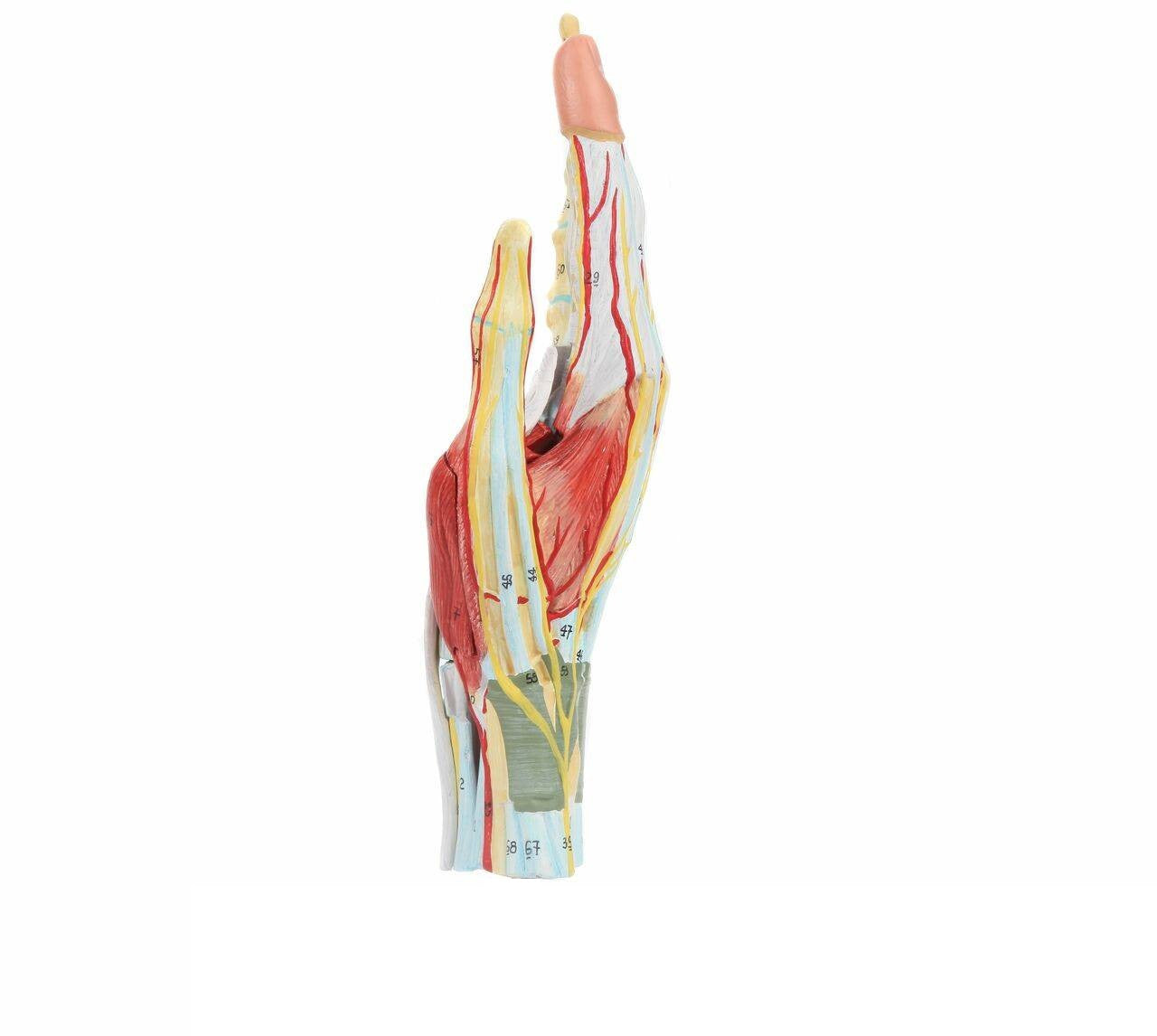 Mano con músculos, tendones, ligamentos, nervio, fascia