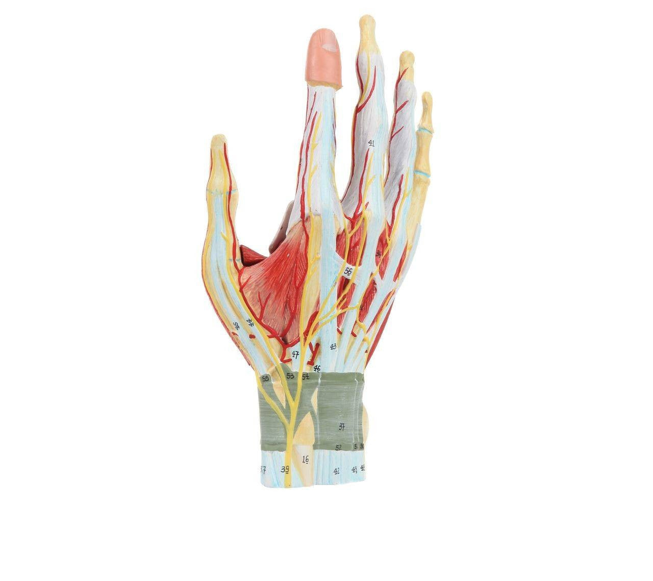 Mano con músculos, tendones, ligamentos, nervio, fascia