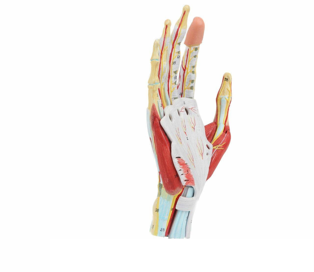 Mano con músculos, tendones, ligamentos, nervio, fascia