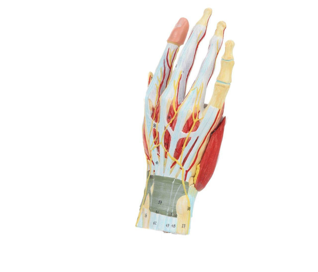 Mano con músculos, tendones, ligamentos, nervio, fascia