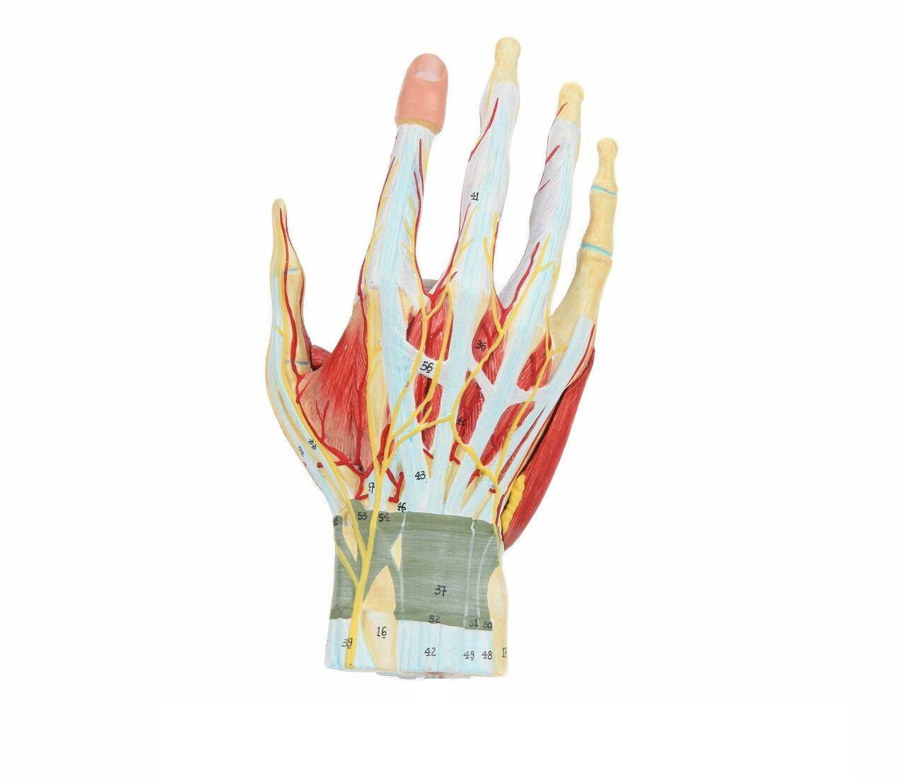 Mano con músculos, tendones, ligamentos, nervio, fascia