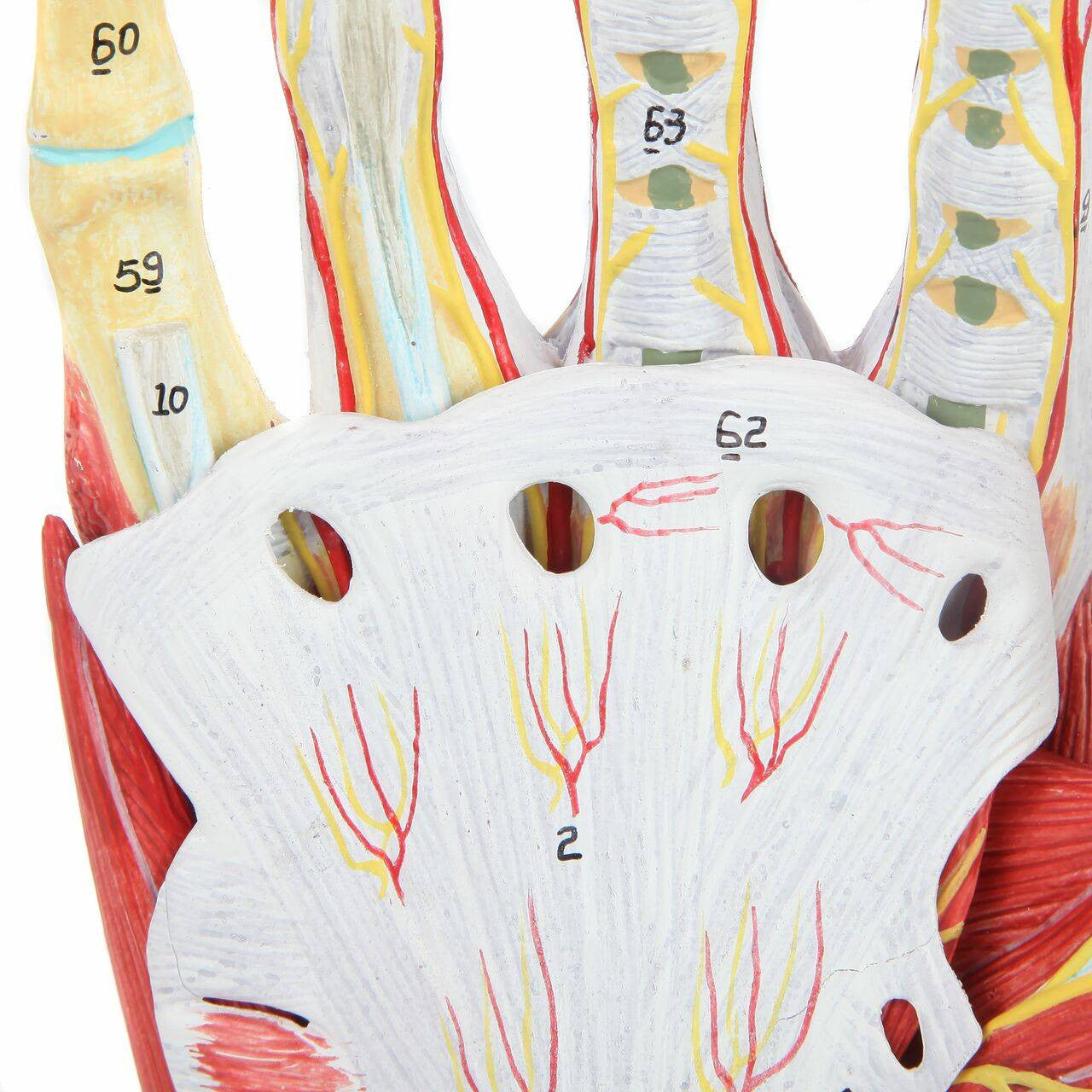 Mano con músculos, tendones, ligamentos, nervio, fascia