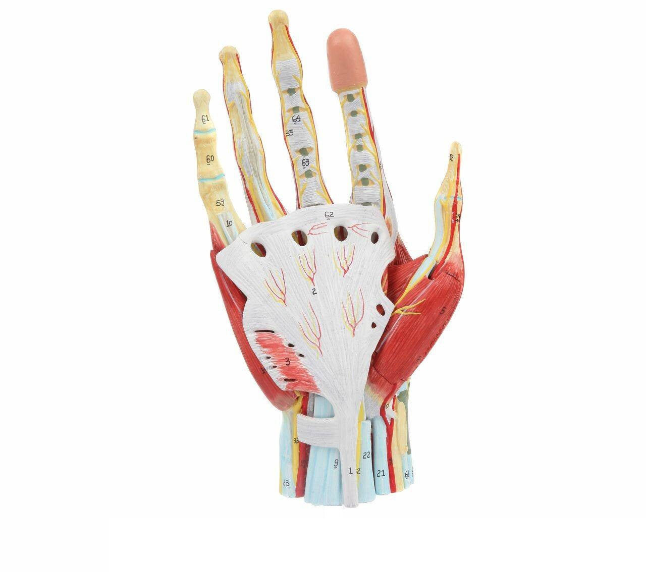 Mano con músculos, tendones, ligamentos, nervio, fascia