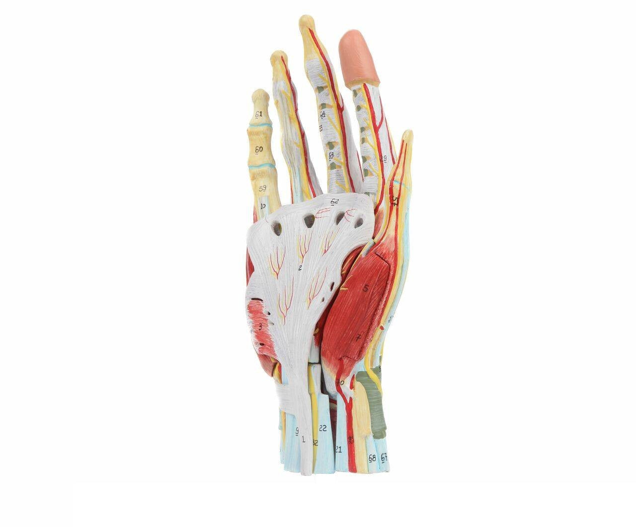 Mano con músculos, tendones, ligamentos, nervio, fascia