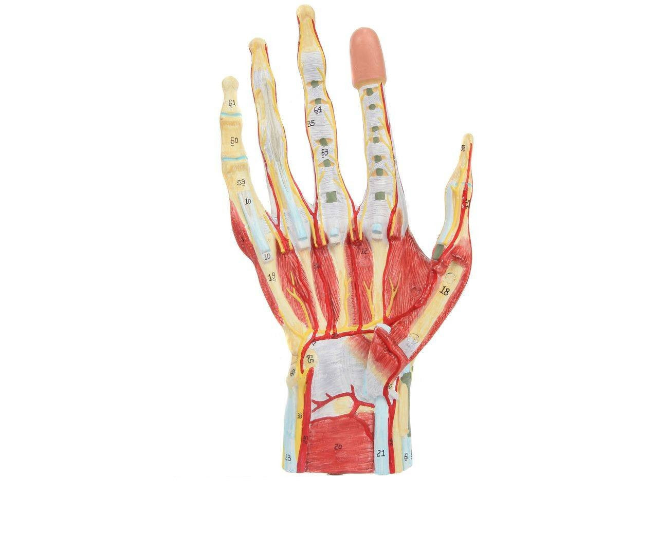 Mano con músculos, tendones, ligamentos, nervio, fascia