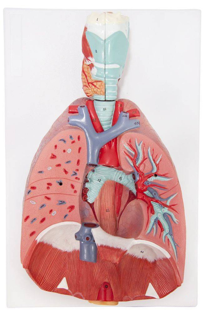 Pulmones Sistema Cardio Respiratorio