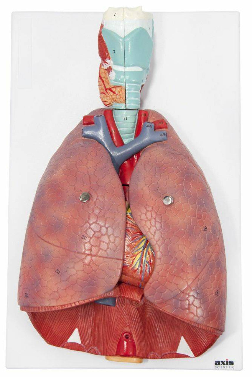 Pulmones Sistema Cardio Respiratorio