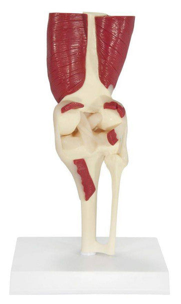 Articulación Rodilla Músculos Ligamentos