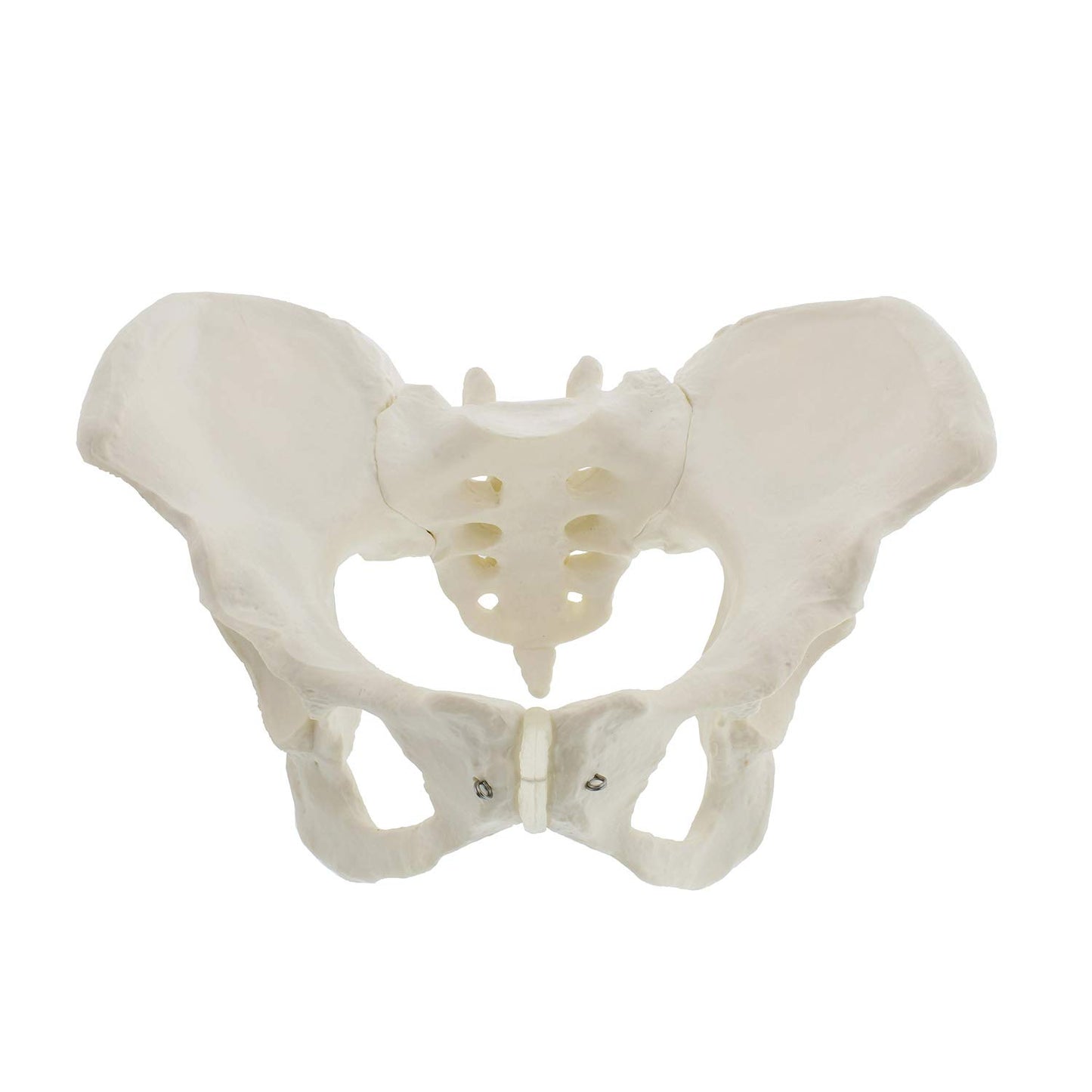 Pelvis Femenina Modelo Óseo