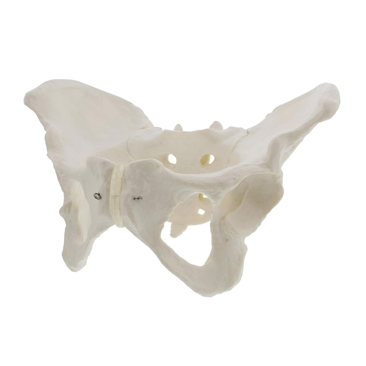 Pelvis Femenina Modelo Óseo