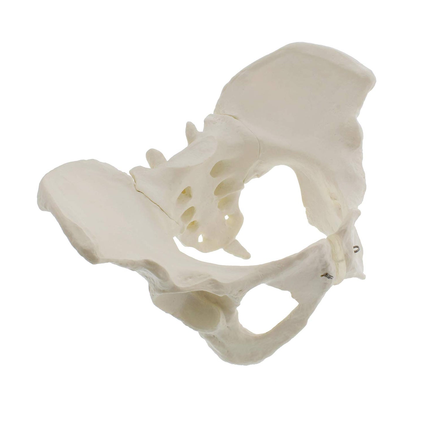 Pelvis Femenina Modelo Óseo