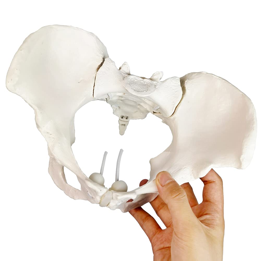 Pelvis Femenina Flexible