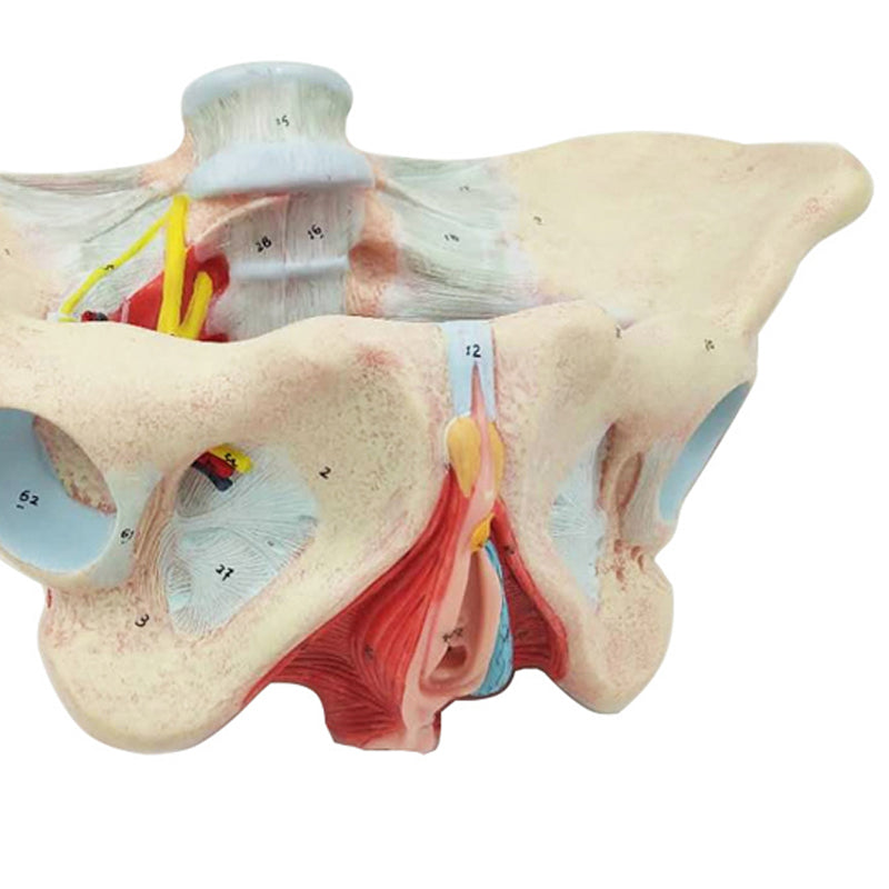 Pelvis Femenina Piso Pélvico