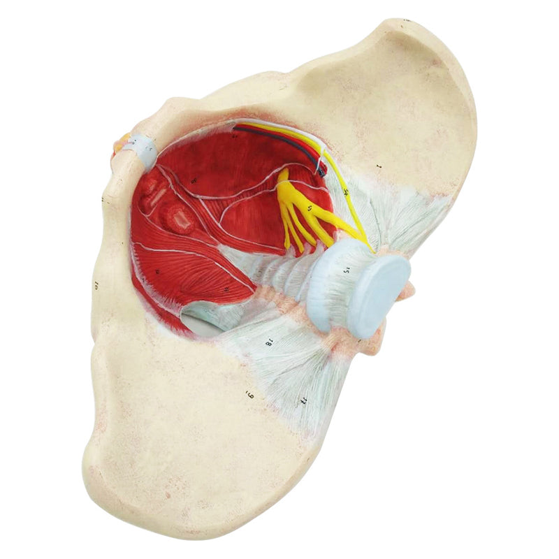 Pelvis Femenina Piso Pélvico